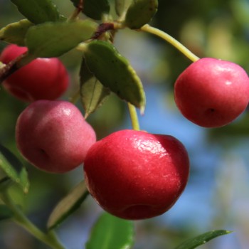 Mountain Tea Berry Signal (selbstfruchtbar) (Pflanze)