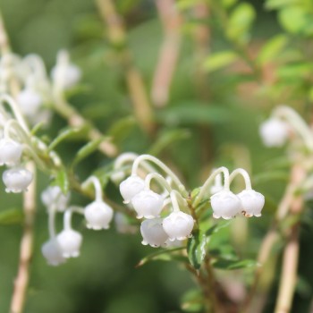 Mountain Tea Berry Signal (selbstfruchtbar) (Pflanze)