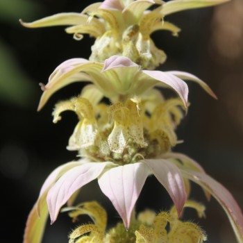 Gelbe Monarde (Samen)