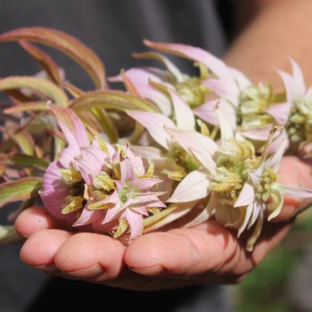 Gelbe Monarde (Samen)