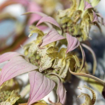 Gelbe Monarde (Samen)