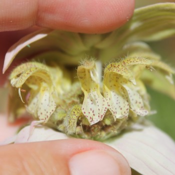 Gelbe Monarde (Samen)