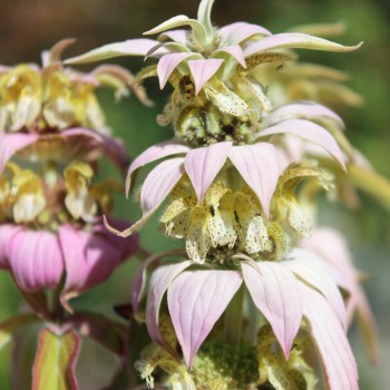 Gelbe Monarde (Samen)