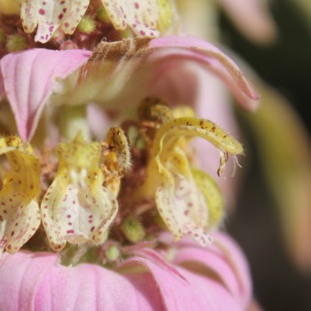 Gelbe Monarde (Samen)