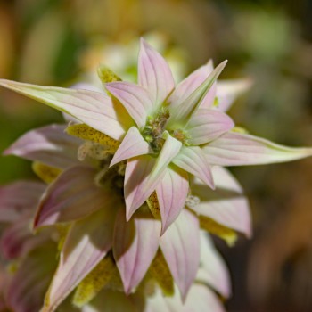 Gelbe Monarde (Samen)