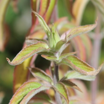 Gelbe Monarde (Samen)