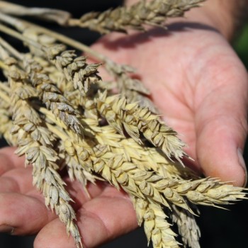 Gelbmehl-Weizen (Samen)