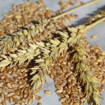 Gelbmehl-Weizen (Samen)
