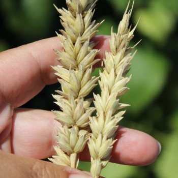 Gelbmehl-Weizen (Samen)