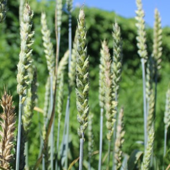 Gelbmehl-Weizen (Samen)