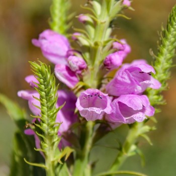 Gelenkblume rosa (Samen)