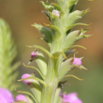 Gelenkblume rosa (Samen)