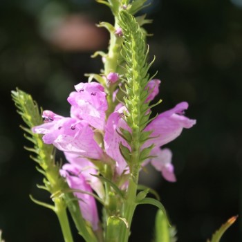 Gelenkblume rosa (Samen)