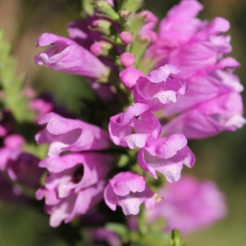 Gelenkblume rosa (Samen)