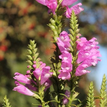 Gelenkblume rosa (Samen)