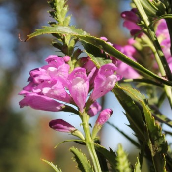 Gelenkblume rosa (Samen)