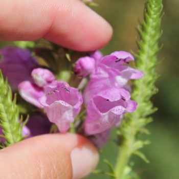 Gelenkblume rosa (Samen)