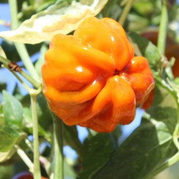 Gemüsechili Cloud to Ground (panaschiert) (Schärfe 1) (Samen)