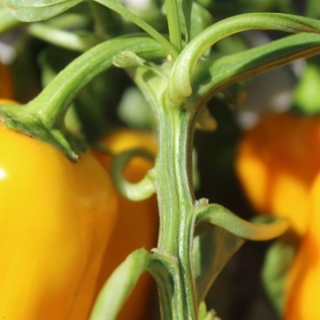 Neu! Gemüsechili Mirages (panaschiert) (Schärfe 0) (Samen)