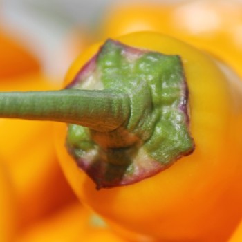 Neu! Gemüsechili Mirages (panaschiert) (Schärfe 0) (Samen)