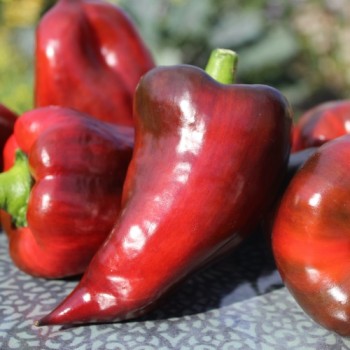 Neu! Gemüsechili Mulato Notturno Grande (Schärfe 1) (Samen)