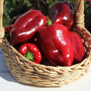 Neu! Gemüsechili Mulato Notturno Grande (Schärfe 1) (Samen)