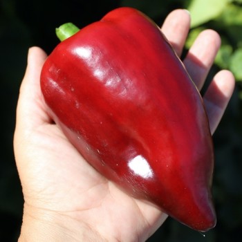 Neu! Gemüsechili Mulato Notturno Grande (Schärfe 1) (Samen)