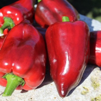 Neu! Gemüsechili Mulato Notturno Grande (Schärfe 1) (Samen)