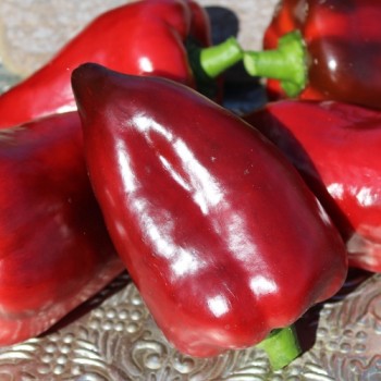 Neu! Gemüsechili Mulato Notturno Grande (Schärfe 1) (Samen)