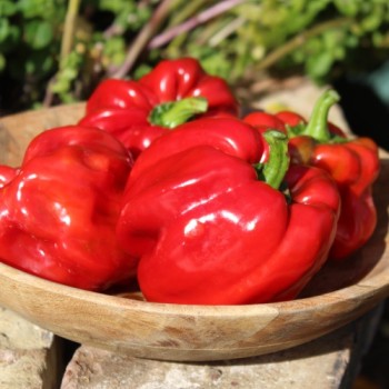 Gemüsechili Pul Biberlik Antep (Schärfe 2) (Samen)