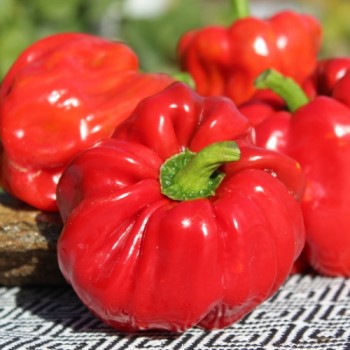 Gemüsechili Pul Biberlik Antep (Schärfe 2) (Samen)