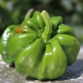 Gemüsechili Pul Biberlik Antep (Schärfe 2) (Samen)