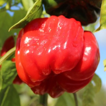 Gemüsechili Pul Biberlik Antep (Schärfe 2) (Samen)