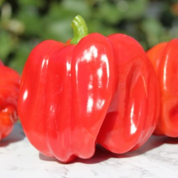 Gemüsechili Pul Biberlik Antep (Schärfe 2) (Samen)