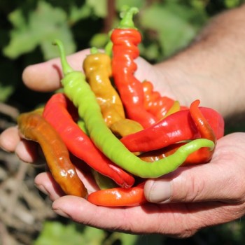 Gemüsechili Romanian Sweet (Samen)