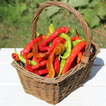 Gemüsechili Romanian Sweet (Samen)