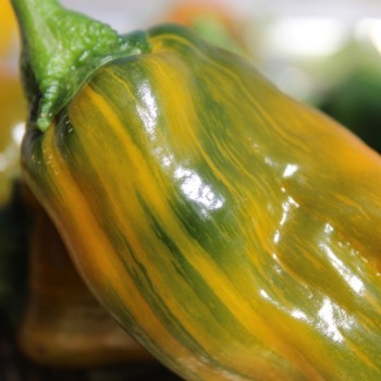 Neu! Gemüsechili VSRP Poblano Gold (Schärfe 2) (Samen)