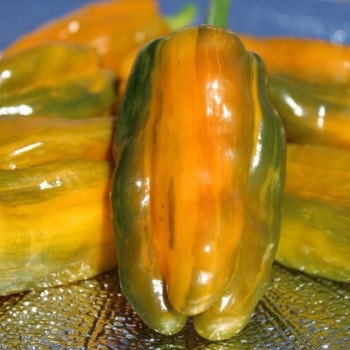 Neu! Gemüsechili VSRP Poblano Gold (Schärfe 2) (Samen)