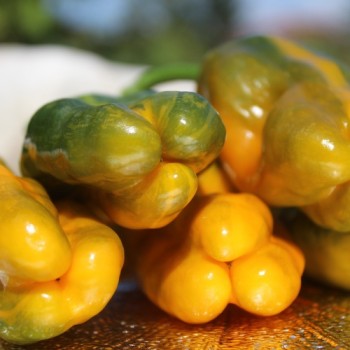Neu! Gemüsechili VSRP Poblano Gold (Schärfe 2) (Samen)