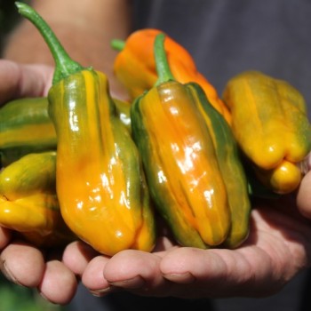 Neu! Gemüsechili VSRP Poblano Gold (Schärfe 2) (Samen)