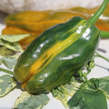 Neu! Gemüsechili VSRP Poblano Gold (Schärfe 2) (Samen)