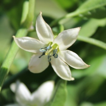 Neu! Gemüsechili Za Nizati (Schärfe 1) (Samen)