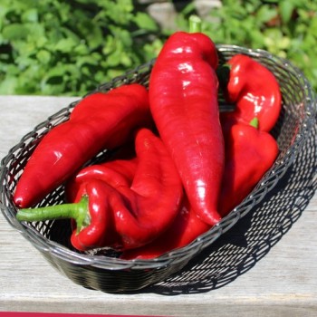 Neu! Gemüsechili Za Nizati (Schärfe 1) (Samen)