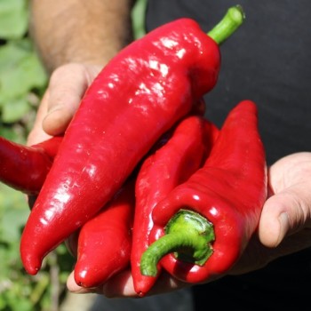 Neu! Gemüsechili Za Nizati (Schärfe 1) (Samen)