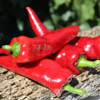 Neu! Gemüsechili Za Nizati (Schärfe 1) (Samen)