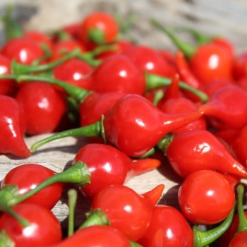 Gemüsechili De Bico (Schärfe 1) (Samen)