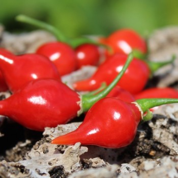 Gemüsechili De Bico (Schärfe 1) (Samen)