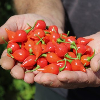 Gemüsechili De Bico (Schärfe 1) (Samen)