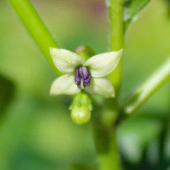 Gemüsechili De Bico (Schärfe 1) (Samen)