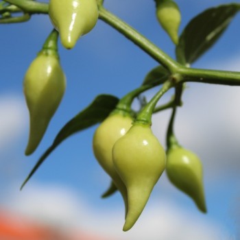 Gemüsechili De Bico (Schärfe 1) (Samen)